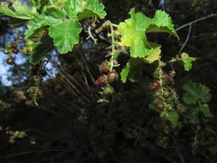 Ribes punctatum