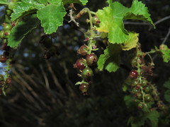 Ribes punctatum