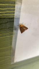 Cycloprorodes melanoxysta