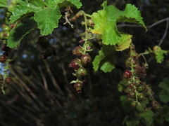 Ribes punctatum