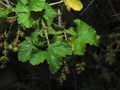 Ribes punctatum