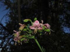 Alstroemeria revoluta