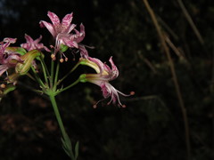 Alstroemeria revoluta