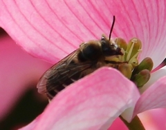 Anthophila