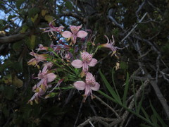 Alstroemeria revoluta