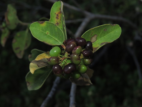 Schinus montana, photograph 2