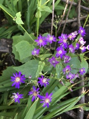 Pericallis