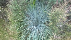 Aciphylla glaucescens
