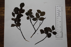 Amelanchier bartramiana