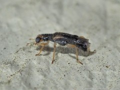 Phyllobaenus verticalis