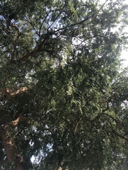 Tipuana tipu