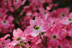 Anthophila