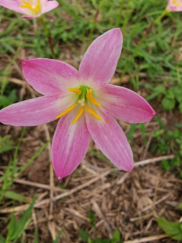 Image of Zephyranthes rosea by (c) Juan Carlos Pérez Magaña, some rights reserved (CC BY-SA)