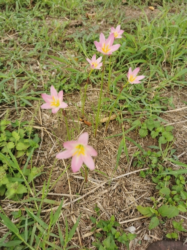 Image of Zephyranthes rosea by (c) Juan Carlos Pérez Magaña, some rights reserved (CC BY-SA)