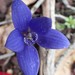 Blue China Orchid - Photo (c) botanygirl, some rights reserved (CC BY), uploaded by botanygirl