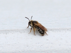 Anthophila