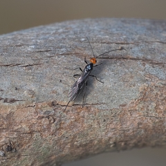 Callibracon capitator