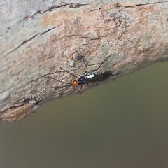 Callibracon capitator