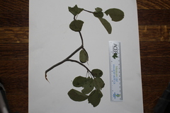 Amelanchier spicata