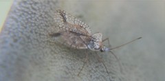 Leptopharsa elata