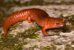 Pseudotriton ruber schencki