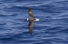 Pterodroma hasitata
