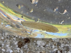 Prostheceraeus crozieri