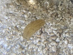 Prostheceraeus crozieri