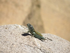 Liolaemus nigroviridis