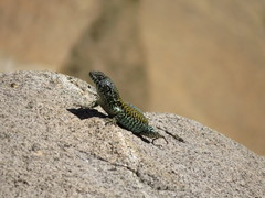 Liolaemus nigroviridis