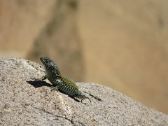 Liolaemus nigroviridis