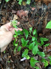 Monarda austroappalachiana