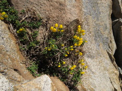 Calceolaria ascendens exigua
