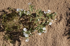 Euploca convolvulacea