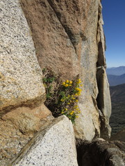 Calceolaria ascendens exigua