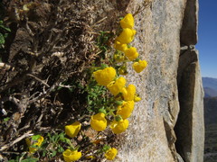 Calceolaria ascendens exigua