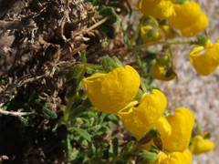 Calceolaria ascendens exigua