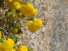 Calceolaria ascendens exigua