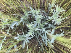 Eryngium castrense