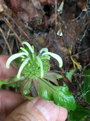 Monarda austroappalachiana