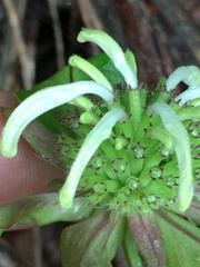 Monarda austroappalachiana