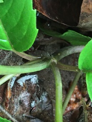 Monarda austroappalachiana