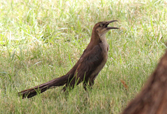Quiscalus mexicanus