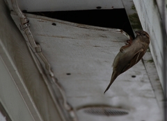 Passer domesticus