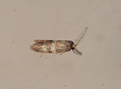 Tanaoctena pygmaeodes