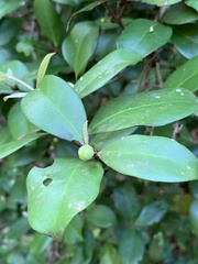 Eugenia reinwardtiana