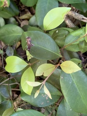 Eugenia reinwardtiana