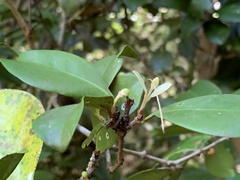 Eugenia reinwardtiana
