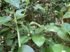 Eugenia reinwardtiana