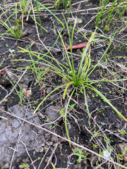 Isoetes nuttallii image